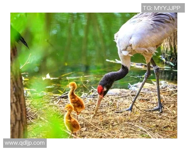 广州足球队崛起之路全国锦标赛特别报道见证成长与辉煌 广州足球队崛起之路全国锦标赛特别报道见证成长与辉煌